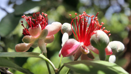 Fantastic Feijoas - All you need to Know