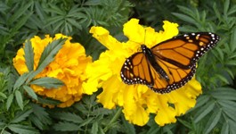 Bee & Butterfly Friendly Garden