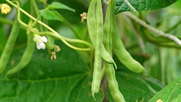 Bean Growing Guide