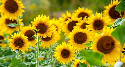 Sunflower Growing Guide