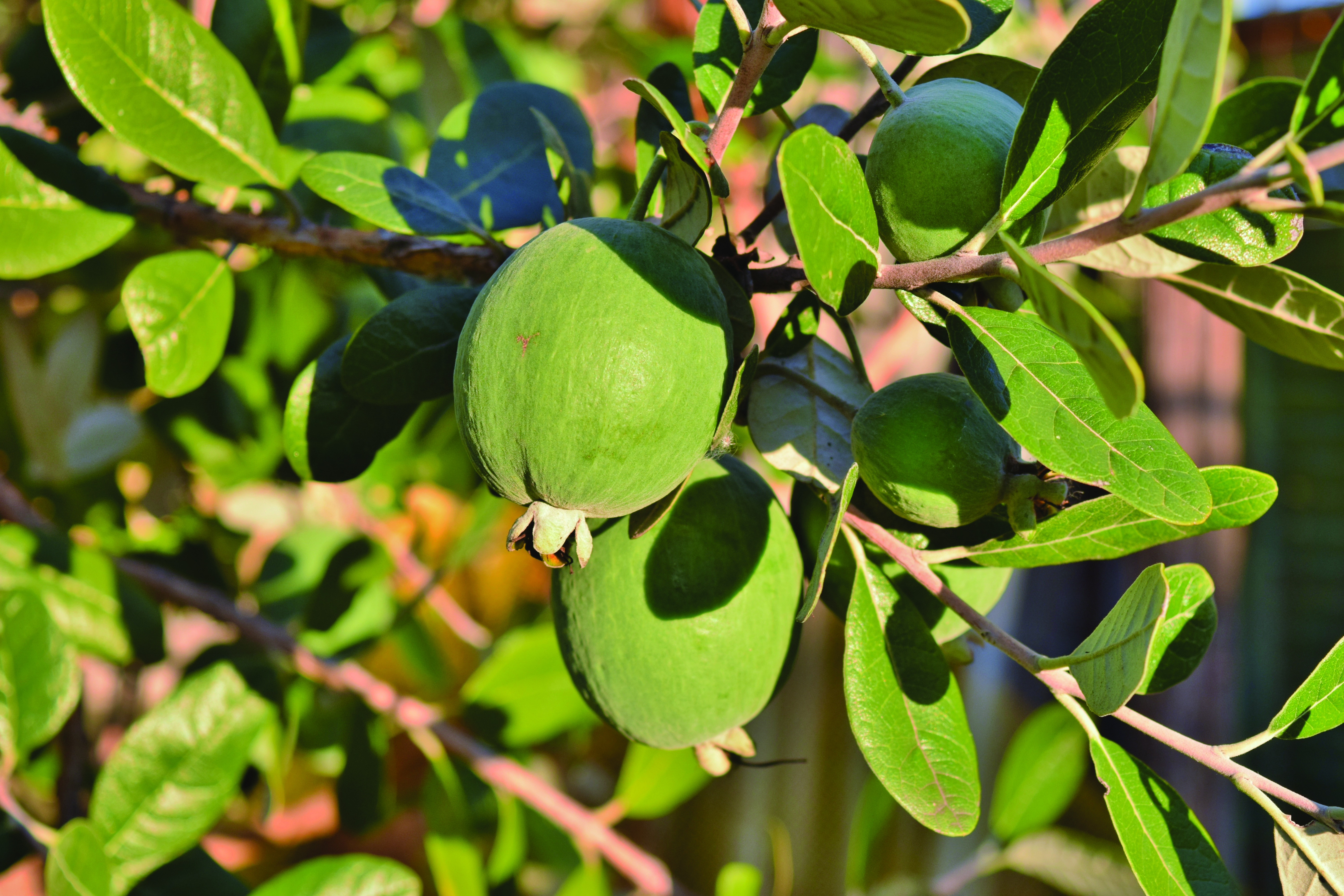 Feijoa Growing Guide