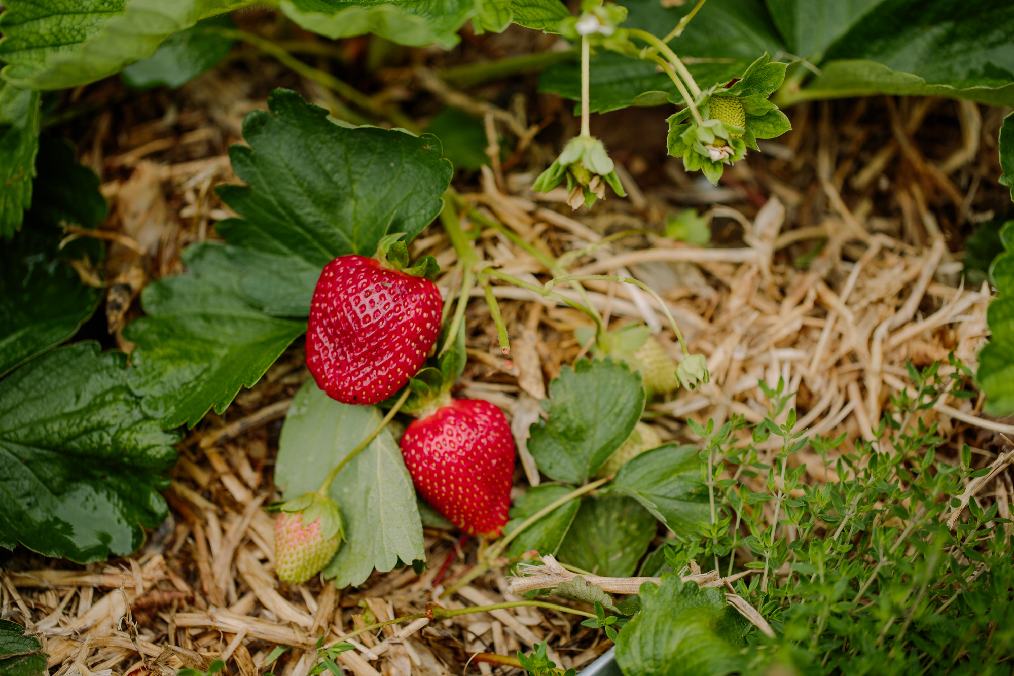 Strawberry Growing Guide