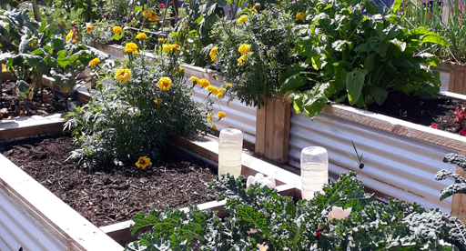 crop rotation guide