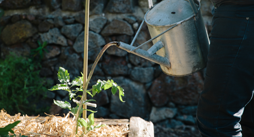 Water Saving Guide Over The Summer Months Keeping Plants Well Watered Can Be A Challenge Method Chosen To Water Has Significant Impact On How Much Is