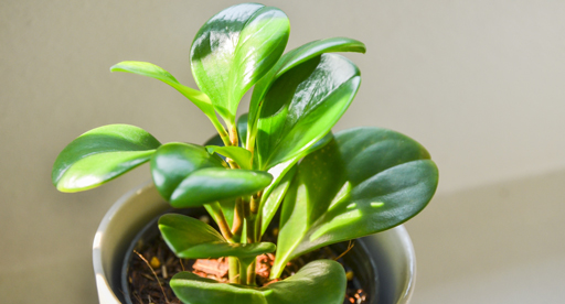 top tips for indoor