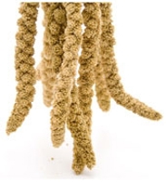 Millet Spray