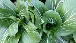 Bok Choi Growing Guide