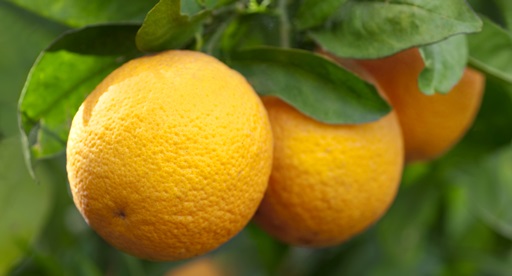 Orange Growing Guide