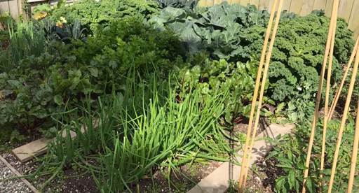 Fruit Tree Pruning Guide