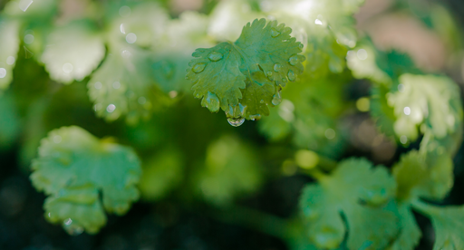 Coriander Growing Guide