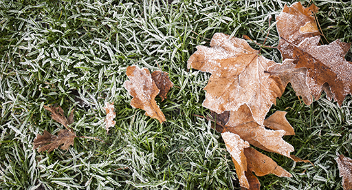 Winter Lawn Maintenance