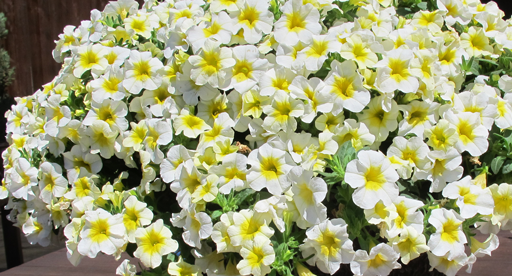 New Season Blooms Ery Yellow Eye Which Uniformly Flower Over Nice Compact Plants Ideal For Hanging Baskets Tubs Rockeries Or Cascading Retaining Walls