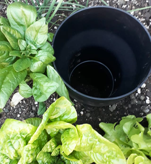 1. Position in your garden bed & bury into the soil leaving the top flared section exposed.
