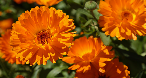 Calendula Growing Guide 