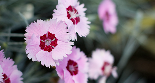 Dianthus Growing Guide 