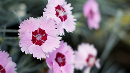Dianthus Growing Guide 