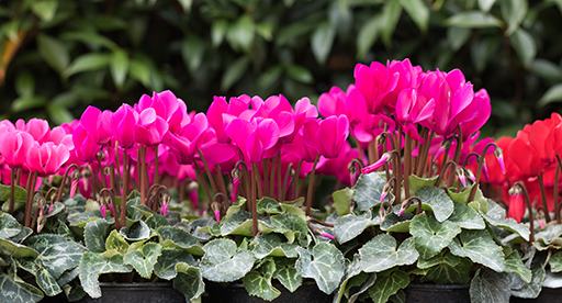 Cyclamen Growing Guide 