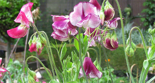 Sweet Pea Growing Guide 