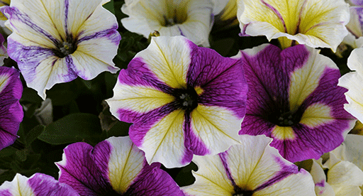 Petunia Growing Guide