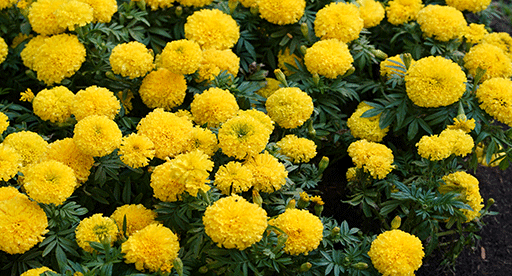 Marigold Growing Guide 