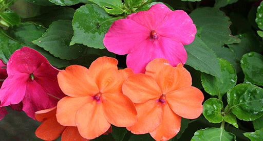 Impatiens Growing Guide