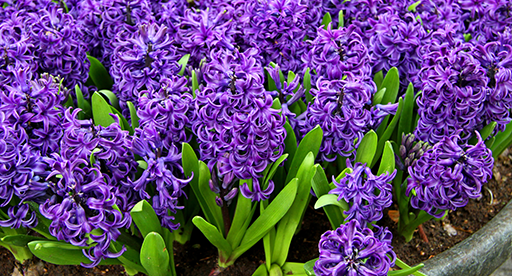 Hyacinth Growing Guide  