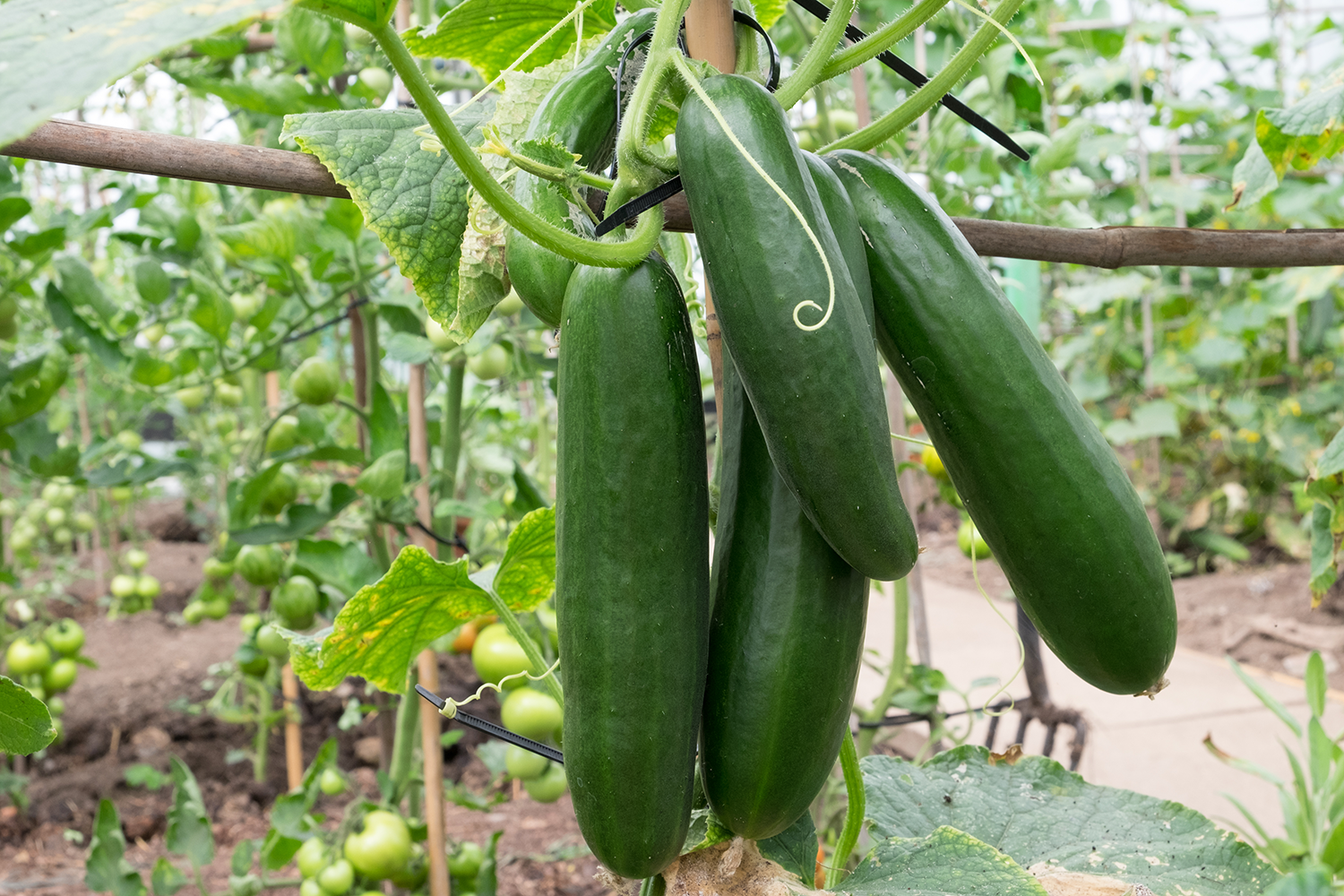 Cucumber Growing Guide