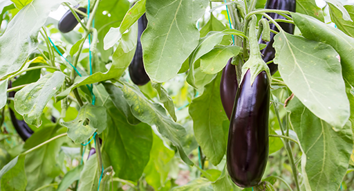 Eggplant Growing Guide Tui Prepare Plant Nourish Eggplant Growing Guide Tui Prepare Plant Nourish
