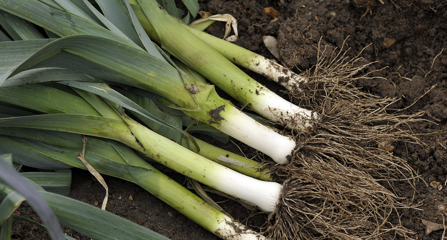 Leek Growing Guide