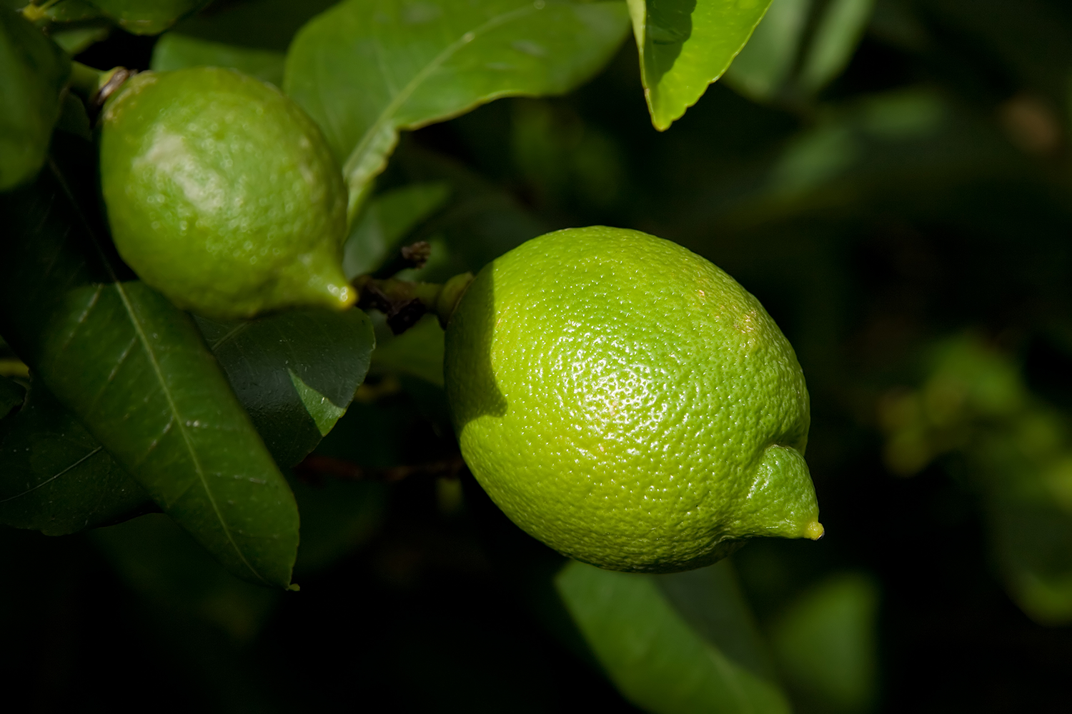 Lime Growing Guide