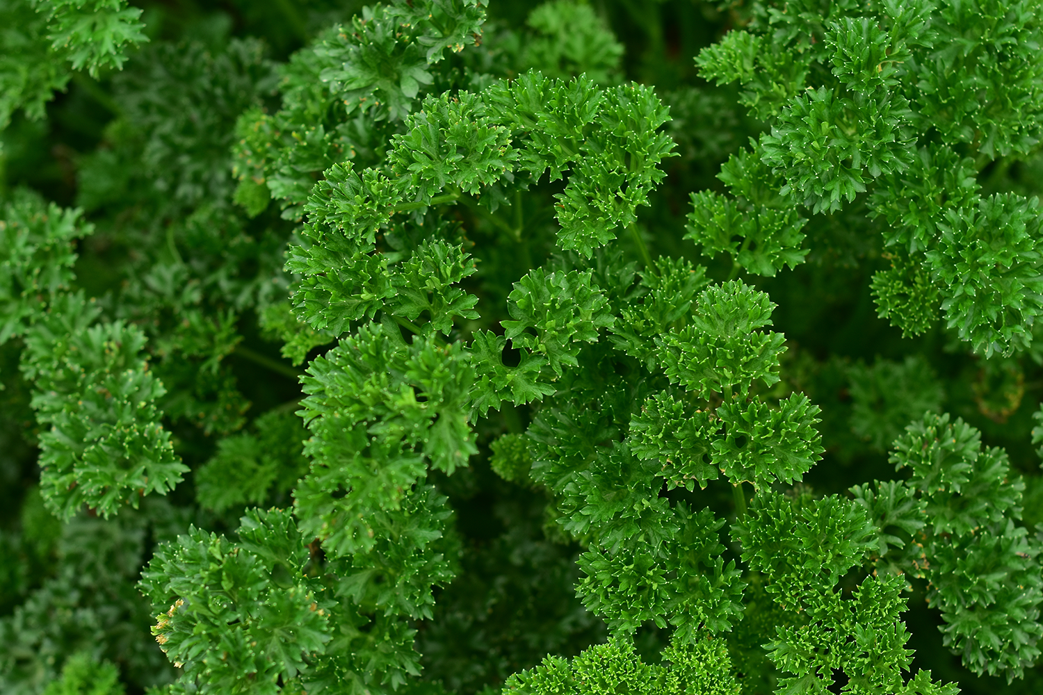 Parsley Growing Guide
