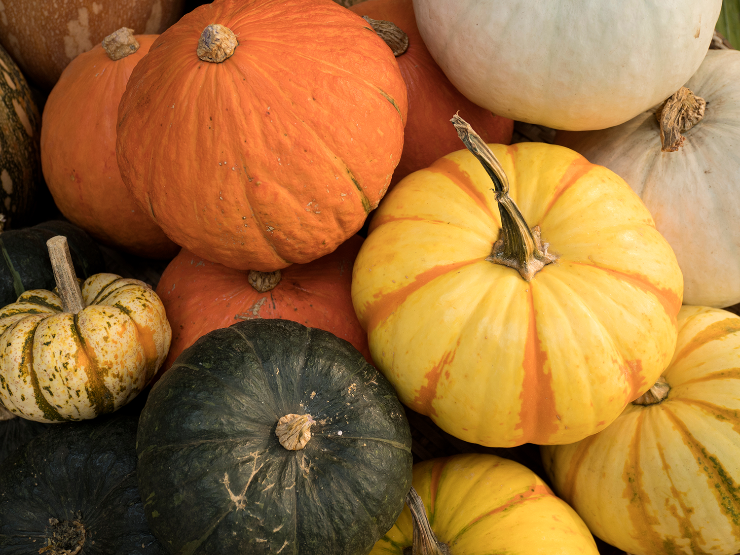 Pumpkin Growing Guide