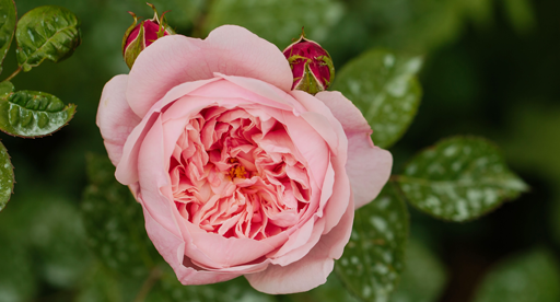 David Austin 'Alnwick'