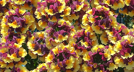 Stunning Spring Blooms 