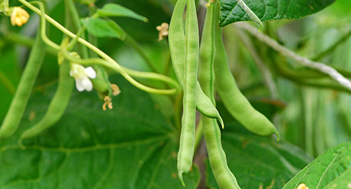 Bean Growing Guide
