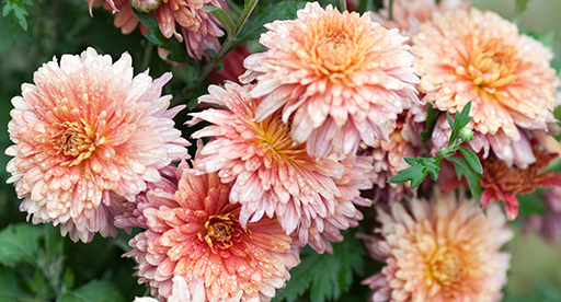 Chrysanthemum Growing Guide 