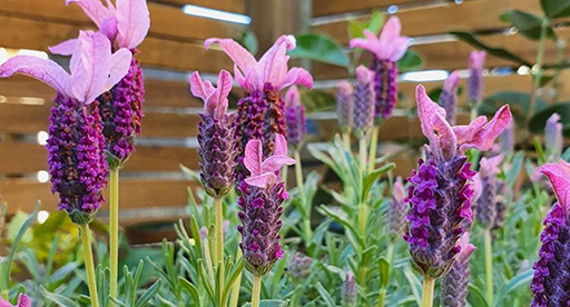 Lavender Growing Guide 