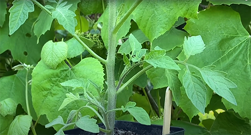 Video - How to identify and prune tomato laterals with Liz