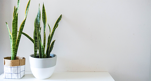 Snake Plant Care Guide  