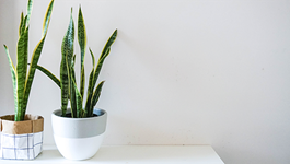Snake Plant Care Guide  