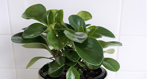 Peperomia Jade Care Guide 