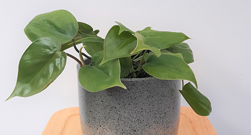 Philodendron Scandens Care Guide 
