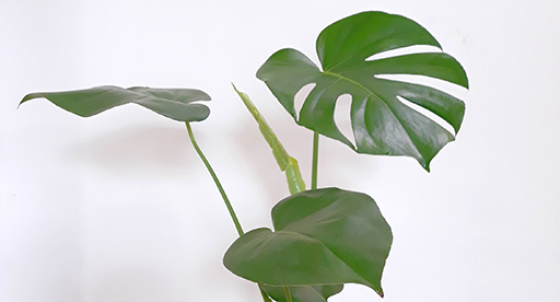 Monstera Care Guide