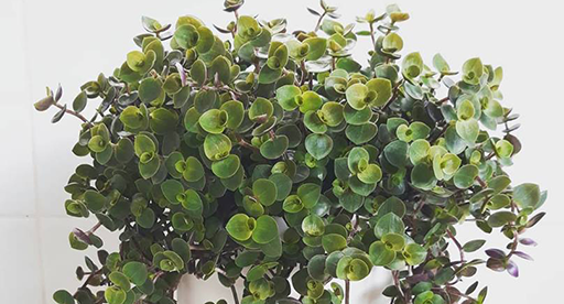 Callisia Repens Care Guide 