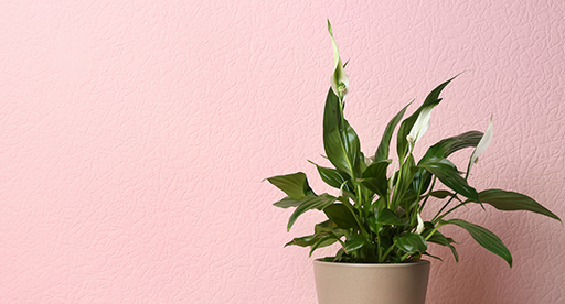 Peace Lily Care Guide 