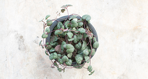 Chain of Hearts Care Guide 