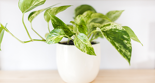 Marble Queen Pothos Care Guide