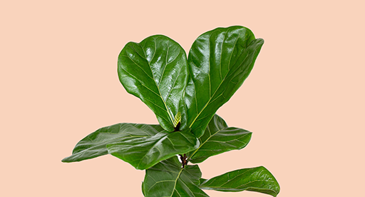 Fiddle Leaf Fig Care Guide 