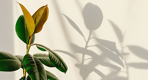 Rubber Plant Care Guide 