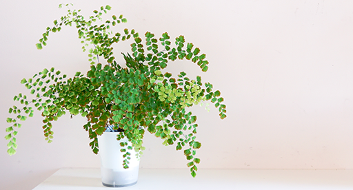 Maidenhair Fern Care Guide